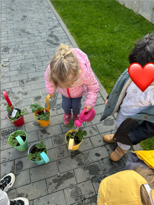 Unser Erdbeerpflanzen